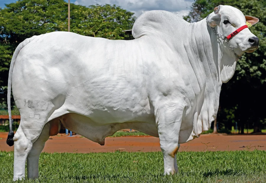 FORD FIV CAMPARINO_NE_12.21